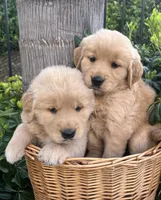 Teddy, a male Golden Retriever for sale in San Diego, CA – Photo 5 of 5