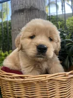 Teddy, a male Golden Retriever for sale in San Diego, CA – Photo 2 of 5