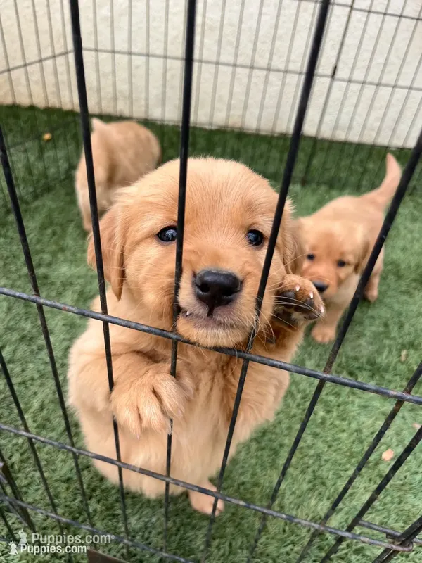 Macaroni  – Golden Retriever puppy for sale in San Diego, CA