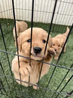 Macaroni , a male Golden Retriever for sale in San Diego, CA – 2 of 3