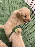 Cheese , a female Golden Retriever for sale in San Diego, CA – 2 of 4