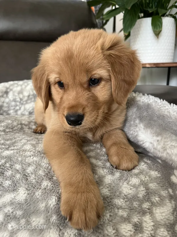 Cheese  – Golden Retriever puppy for sale in San Diego, CA