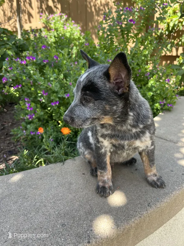 Wyatt – Australian Cattle Dog puppy for sale in San Diego, CA