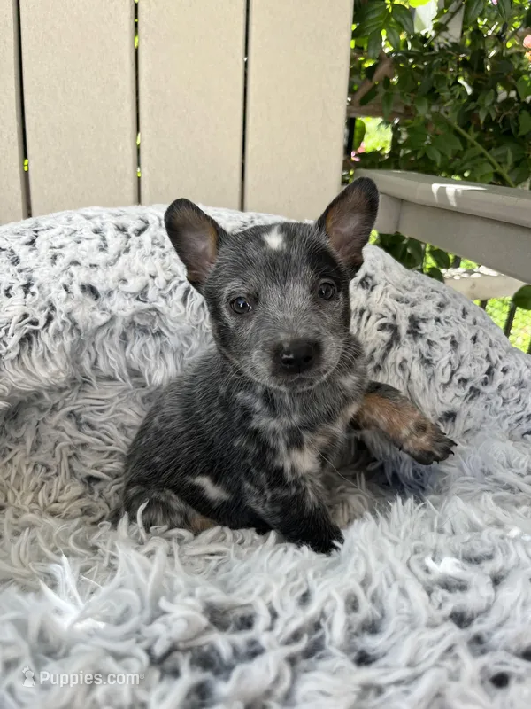 Wyatt – Australian Cattle Dog puppy for sale in San Diego, CA