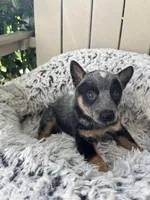 Denver , a female Australian Cattle Dog for sale in San Diego, CA – Photo 3 of 5