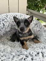 Denver , a female Australian Cattle Dog for sale in San Diego, CA – Photo 4 of 5