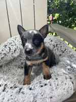 Denver , a female Australian Cattle Dog for sale in San Diego, CA – Photo 5 of 5