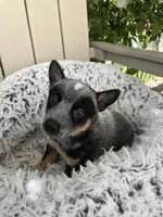 Denver , a female Australian Cattle Dog for sale in San Diego, CA – Photo 2 of 5