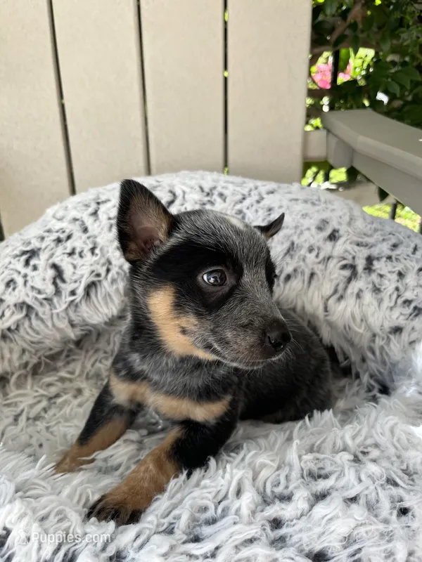 Denver  – Australian Cattle Dog puppy for sale in San Diego, CA