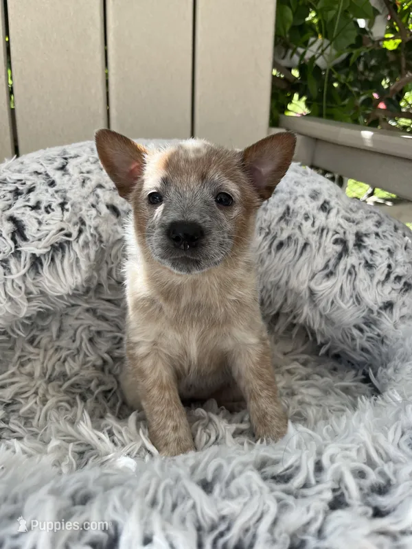 Ella Mae  – Australian Cattle Dog puppy for sale in San Diego, CA