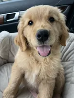 Barbie , a female Golden Retriever for sale in San Diego, CA – 4 of 4