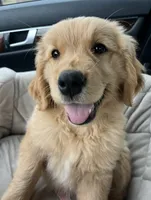 Barbie , a female Golden Retriever for sale in San Diego, CA – 2 of 4