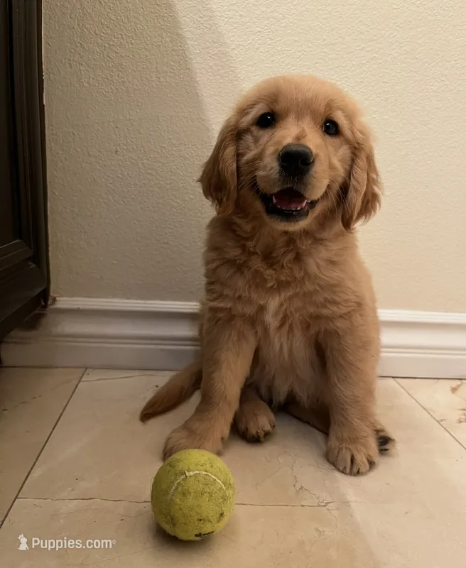 Benjamin  – Golden Retriever puppy for sale in San Diego, CA