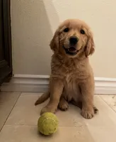 Benjamin , a male Golden Retriever for sale in San Diego, CA – 1 of 3