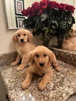 Doug, a male Golden Retriever for sale in San Diego, CA – Photo 2 of 4