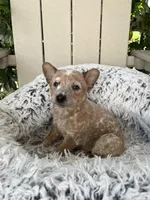 Copper, a male Australian Cattle Dog for sale in San Diego, CA – Photo 3 of 5