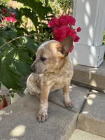 Woody, a male Australian Cattle Dog for sale in San Diego, CA – Photo 3 of 4