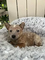 Copper, a male Australian Cattle Dog for sale in San Diego, CA – Photo 2 of 5