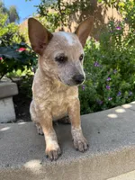 Woody, a male Australian Cattle Dog for sale in San Diego, CA – Photo 1 of 4