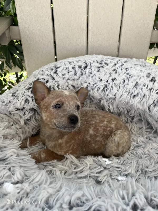 Copper – Australian Cattle Dog puppy for sale in San Diego, CA