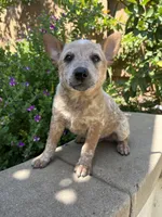 Woody, a male Australian Cattle Dog for sale in San Diego, CA – Photo 4 of 4