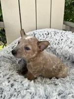 Copper, a male Australian Cattle Dog for sale in San Diego, CA – Photo 5 of 5