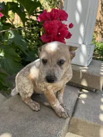 Woody, a male Australian Cattle Dog for sale in San Diego, CA – Photo 2 of 4