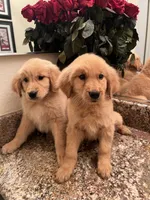 Cheddar, a male Golden Retriever for sale in San Diego, CA – Photo 5 of 5