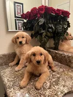 Cheddar, a male Golden Retriever for sale in San Diego, CA – Photo 2 of 5