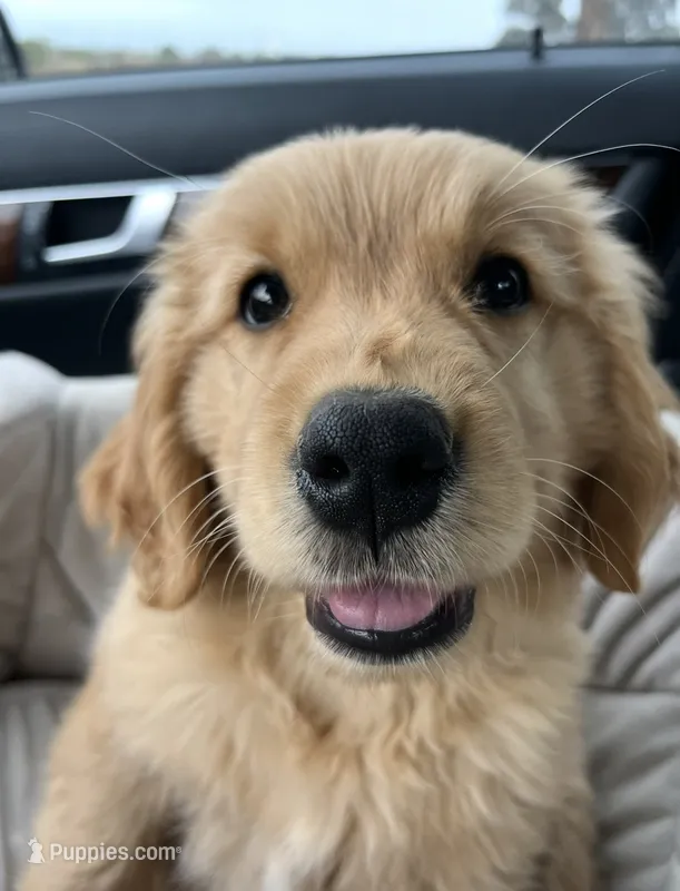 Barbie  – Golden Retriever puppy for sale in San Diego, CA