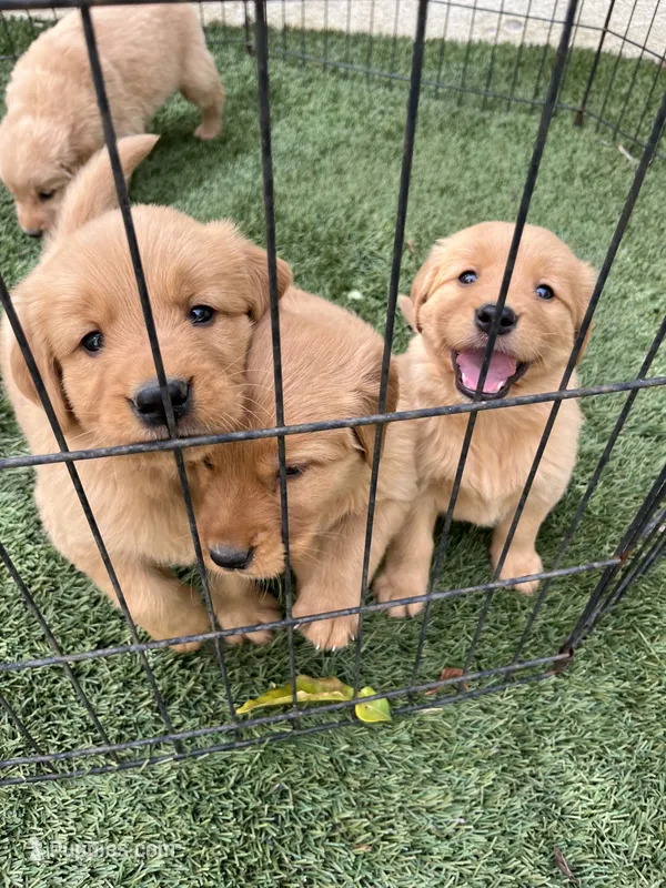 Macaroni  – Golden Retriever puppy for sale in San Diego, CA
