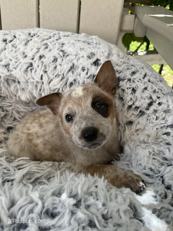 Todd  – Australian Cattle Dog puppy for sale in San Diego, CA