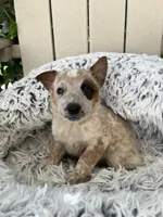 Todd , a male Australian Cattle Dog for sale in San Diego, CA – Photo 2 of 5