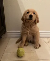 Benjamin , a male Golden Retriever for sale in San Diego, CA – 3 of 3