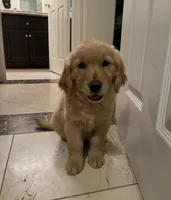 Benjamin , a male Golden Retriever for sale in San Diego, CA – 2 of 3