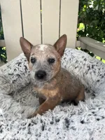Chief , a male Australian Cattle Dog for sale in San Diego, CA – Photo 3 of 7