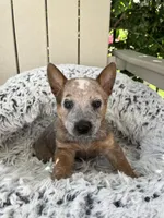 Chief , a male Australian Cattle Dog for sale in San Diego, CA – Photo 6 of 7