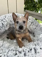 Chief , a male Australian Cattle Dog for sale in San Diego, CA – Photo 2 of 7