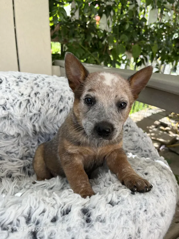 Chief  – Australian Cattle Dog puppy for sale in San Diego, CA