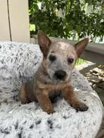 Chief , a male Australian Cattle Dog for sale in San Diego, CA – Photo 1 of 7