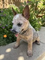 Archie , a male Australian Cattle Dog for sale in San Diego, CA – Photo 1 of 3