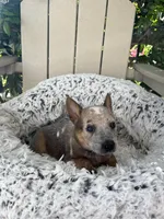 Chief , a male Australian Cattle Dog for sale in San Diego, CA – Photo 7 of 7