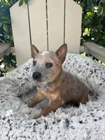 Chief , a male Australian Cattle Dog for sale in San Diego, CA – Photo 4 of 7