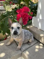 Archie , a male Australian Cattle Dog for sale in San Diego, CA – Photo 2 of 3