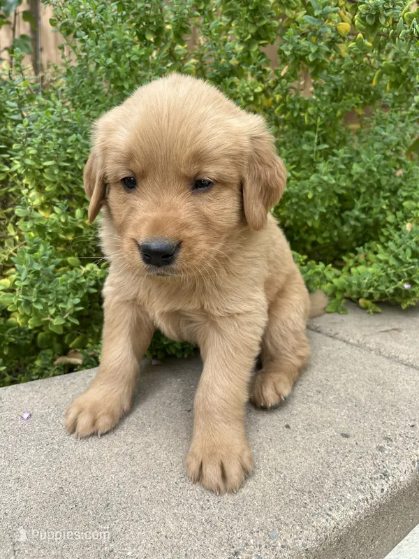 Cheese , a female Golden Retriever for sale in San Diego, CA – 1 of 4