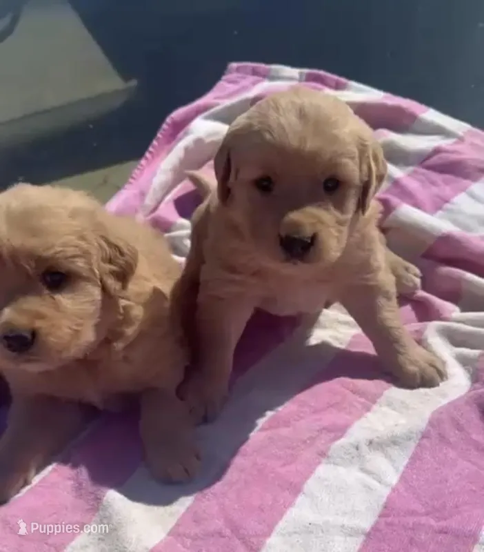Darlin’  – Golden Retriever puppy for sale in San Diego, CA