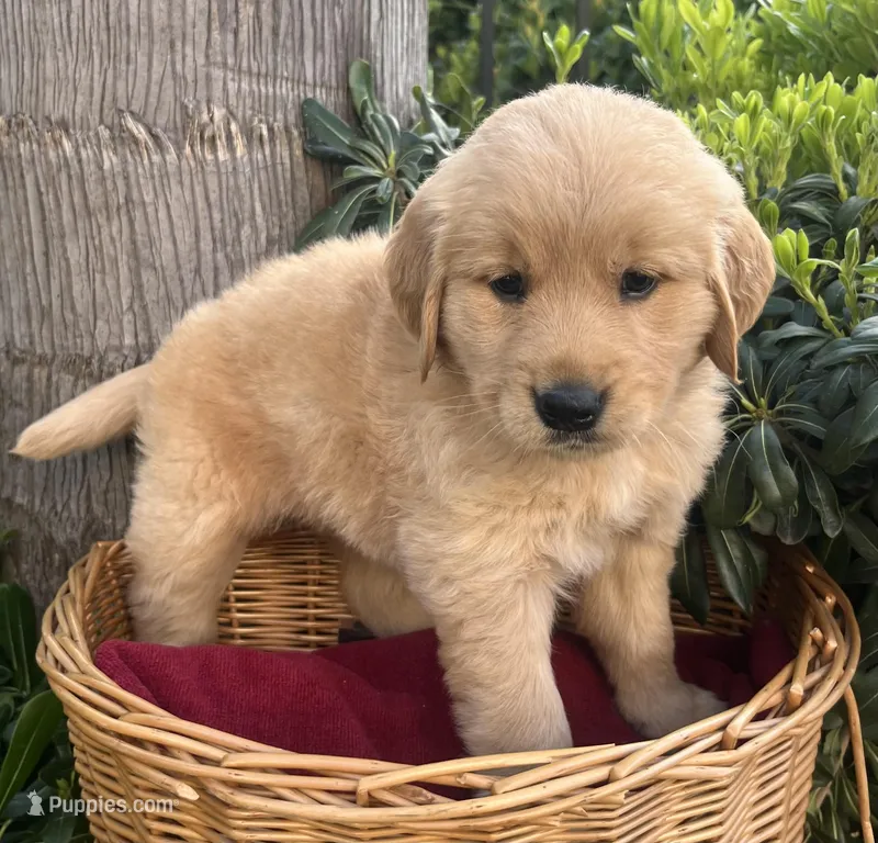 Darlin’  – Golden Retriever puppy for sale in San Diego, CA