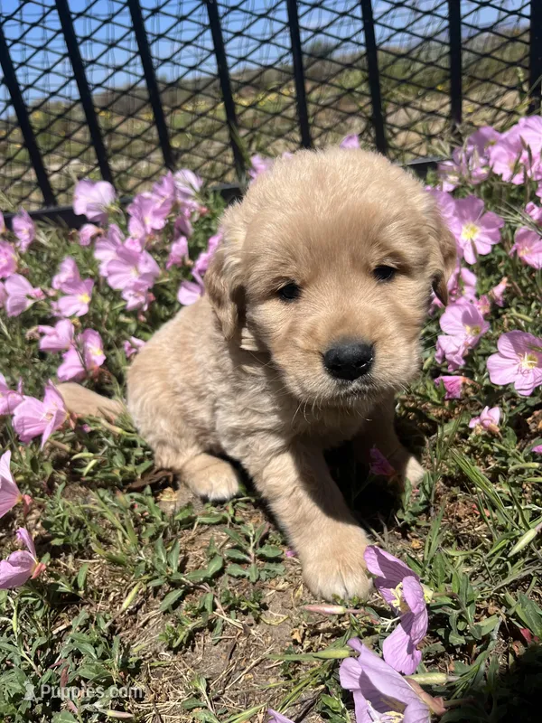 Darlin’  – Golden Retriever puppy for sale in San Diego, CA