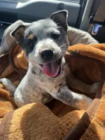 Spur, a male Australian Cattle Dog for sale in San Diego, CA – Photo 4 of 5