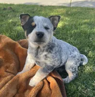 Spur, a male Australian Cattle Dog for sale in San Diego, CA – Photo 3 of 5